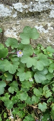 Cymbalaria muralis