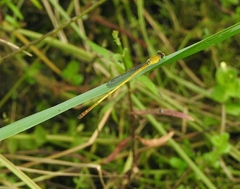 Ceriagrion chromothorax