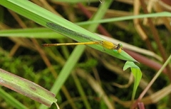 Ceriagrion chromothorax