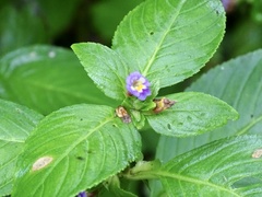 Limnophila rugosa