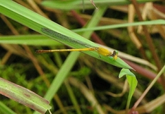 Ceriagrion chromothorax