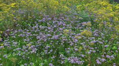 Phyllopodium phyllopodioides