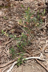 Dodonaea viscosa cuneata