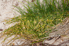 Ephedra distachya