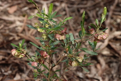 Dodonaea viscosa cuneata
