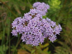 Phyllopodium phyllopodioides