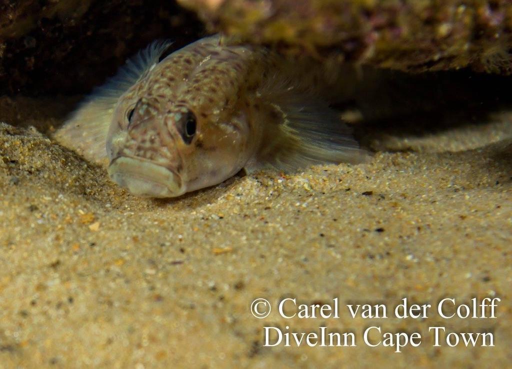 Commafin Goby from Smitswinkle wrecks on April 22, 2015 by carel van ...