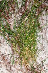 Ephedra distachya