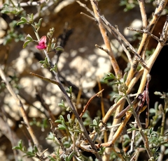 Indigofera pungens