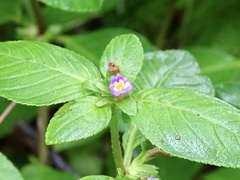 Limnophila rugosa