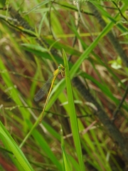 Ceriagrion chromothorax