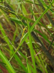 Ceriagrion chromothorax