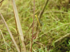 Ceriagrion chromothorax