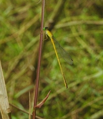 Ceriagrion chromothorax