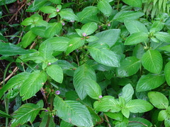 Limnophila rugosa