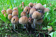 Coprinellus micaceus