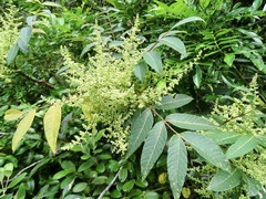 Rhus hypoleuca
