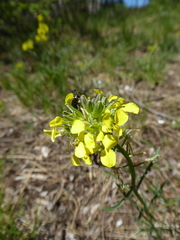 Erysimum sylvestre