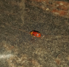 Cistelomorpha semirubra