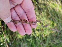 Restio quadratus