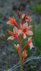 Watsonia coccinea