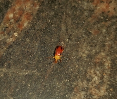 Cistelomorpha semirubra