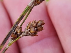 Restio quadratus