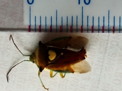 Sastragala esakii
