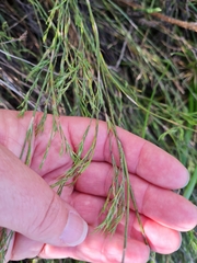 Restio quadratus