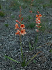Watsonia coccinea