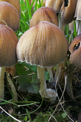 Coprinellus micaceus