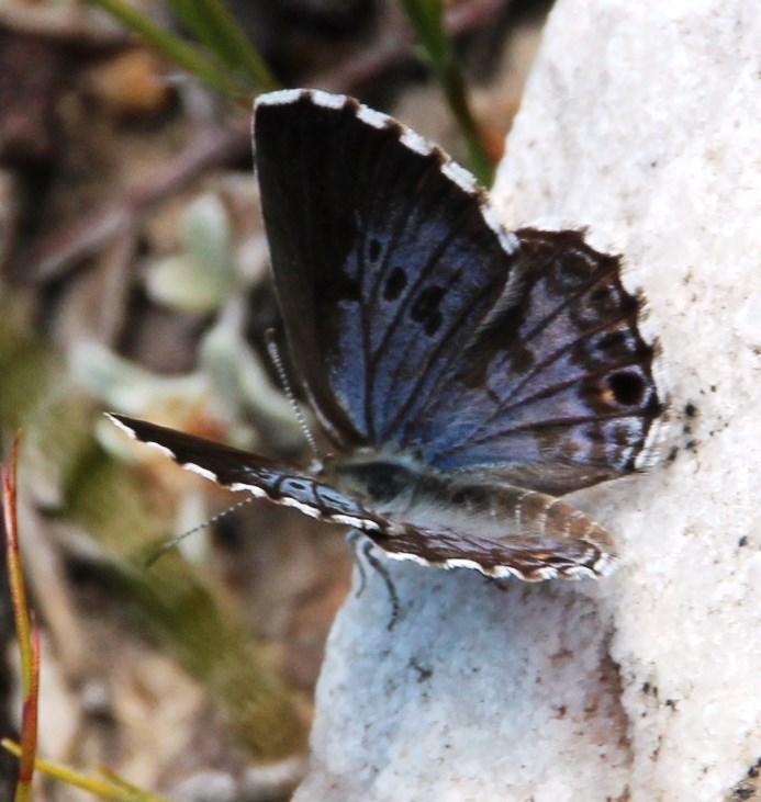 Oreas Blue