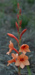 Watsonia coccinea