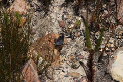 Lepidochrysops oreas junae