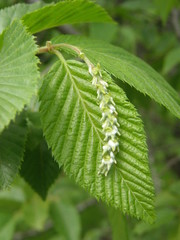 Ostrya carpinifolia