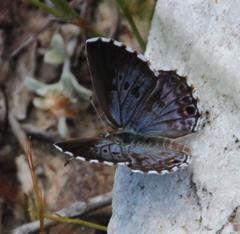 Lepidochrysops oreas junae