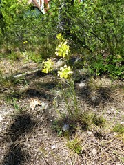 Erysimum sylvestre