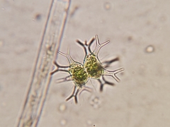 Staurastrum arctiscon