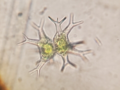 Staurastrum arctiscon