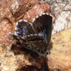 Lepidochrysops oreas junae