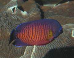 Centropyge bispinosa