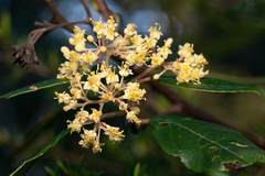 Pomaderris intermedia