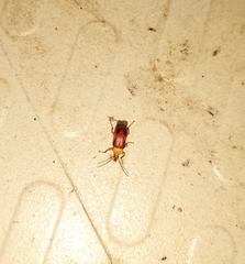 Cistelomorpha semirubra