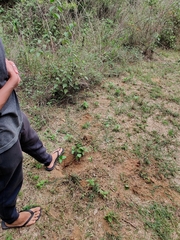 Sus scrofa cristatus