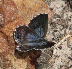 Lepidochrysops oreas junae