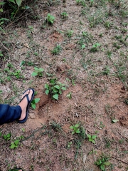 Sus scrofa cristatus