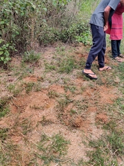 Sus scrofa cristatus