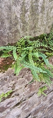 Asplenium trichomanes