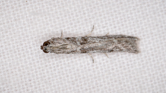 Homoeosoma vagella