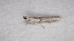 Homoeosoma vagella